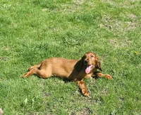 Female#1, a male Irish Setter for sale in Peru, IL – 2 of 5