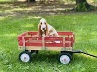Beau , a male Basset Hound for sale in Peru, IL – 4 of 5