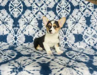 Boy~Blue , a male Pembroke Welsh Corgi for sale in Peru, IL – 3 of 4