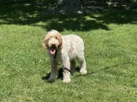 Boy~ Blue, a male Spinone Italiano for sale in Peru, IL – 1 of 10