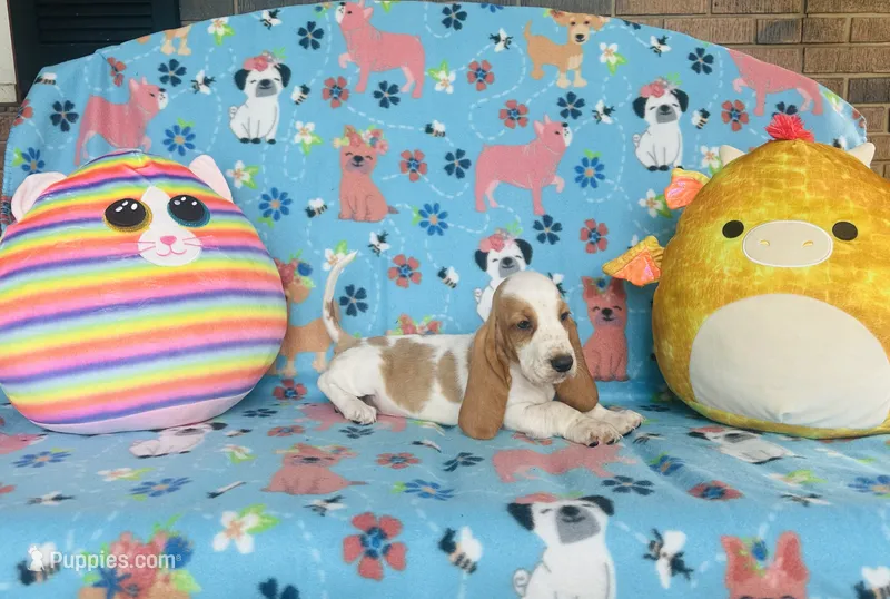 Maggie  – Basset Hound puppy for sale in Peru, IL