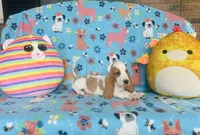 Maggie , a female Basset Hound for sale in Peru, IL – 1 of 5