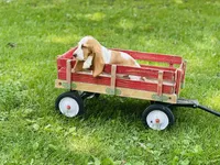 Beau , a male Basset Hound for sale in Peru, IL – 5 of 5