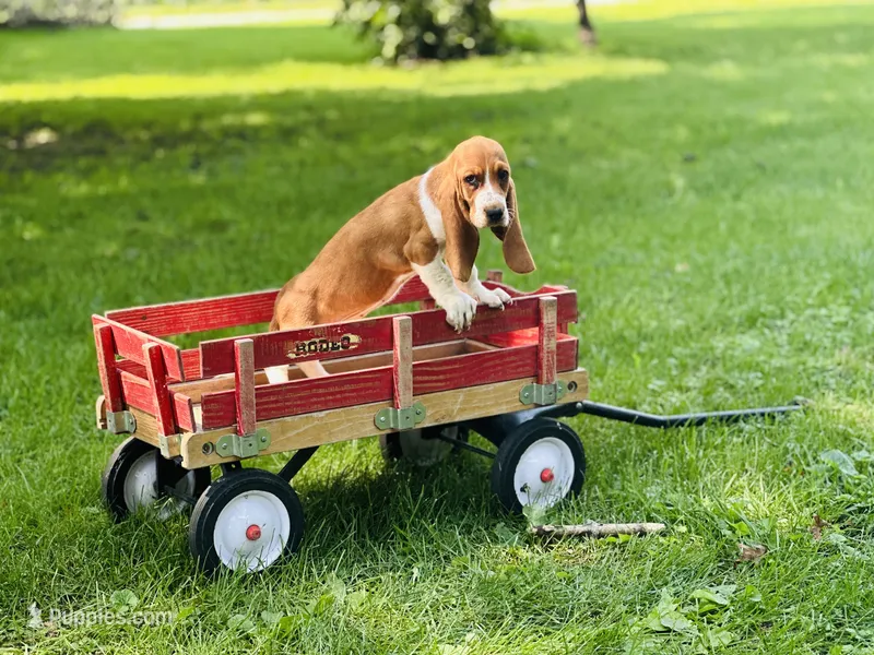 Dolly – Basset Hound puppy for sale in Peru, IL