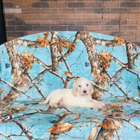 Boy~ Green, a male Spinone Italiano for sale in Peru, IL – Photo 4 of 6