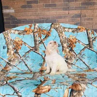 Boy~ Green, a male Spinone Italiano for sale in Peru, IL – Photo 3 of 6