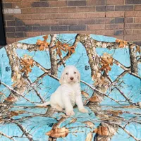 Boy~ Green, a male Spinone Italiano for sale in Peru, IL – Photo 1 of 6