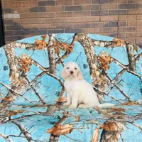 Boy~ Green, a male Spinone Italiano for sale in Peru, IL – Photo 2 of 6