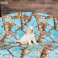 Boy~ Green, a male Spinone Italiano for sale in Peru, IL – Photo 5 of 6