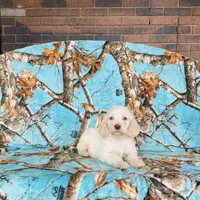 Boy~ Green, a male Spinone Italiano for sale in Peru, IL – Photo 6 of 6