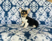 Female-Red , a female Pembroke Welsh Corgi for sale in Peru, IL – 2 of 5