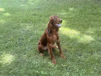 Female#1 , a female Irish Setter for sale in Peru, IL – 2 of 5