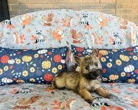 Ozzie , a male Cairn Terrier for sale in Peru, IL – 5 of 5
