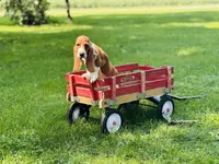 Dolly, a female Basset Hound for sale in Peru, IL – 3 of 5