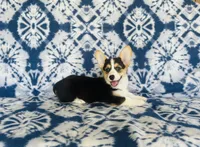 Female~Pink, a female Pembroke Welsh Corgi for sale in Peru, IL – 4 of 4