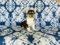 Female-Red , a female Pembroke Welsh Corgi for sale in Peru, IL – 5 of 5
