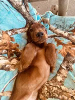 Male#2, a male Irish Setter for sale in Peru, IL – 1 of 4