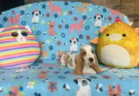 Maggie , a female Basset Hound for sale in Peru, IL – 5 of 5
