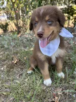 Queen , a female Australian Shepherd for sale in Livingston, TX – 8 of 10