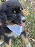 Jett, a female Australian Shepherd for sale in Livingston, TX – 5 of 10