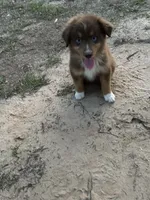 Queen , a female Australian Shepherd for sale in Livingston, TX – 7 of 10