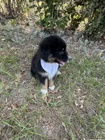 Jett, a female Australian Shepherd for sale in Livingston, TX – 10 of 10