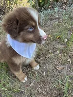 Phoenix , a male Australian Shepherd for sale in Livingston, TX – 5 of 5