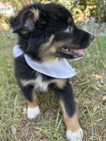 Oreo , a male Australian Shepherd for sale in Livingston, TX – 3 of 9
