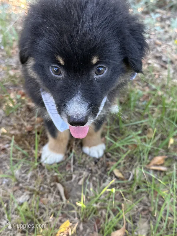 Jett – Australian Shepherd puppy for sale in Livingston, TX