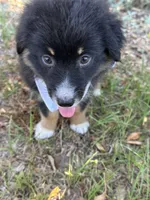 Jett, a female Australian Shepherd for sale in Livingston, TX – 1 of 10
