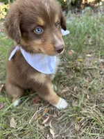 Queen , a female Australian Shepherd for sale in Livingston, TX – 5 of 10