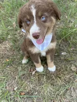 Rascal , a male Australian Shepherd for sale in Livingston, TX – 5 of 8
