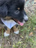 Jett, a female Australian Shepherd for sale in Livingston, TX – 8 of 10