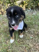 Oreo , a male Australian Shepherd for sale in Livingston, TX – 5 of 9