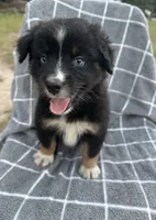Oreo , a male Australian Shepherd for sale in Livingston, TX – 4 of 9