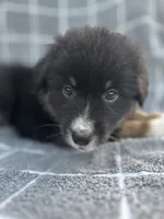 Jett, a female Australian Shepherd for sale in Livingston, TX – 2 of 10