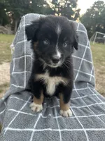 Oreo , a male Australian Shepherd for sale in Livingston, TX – 9 of 9
