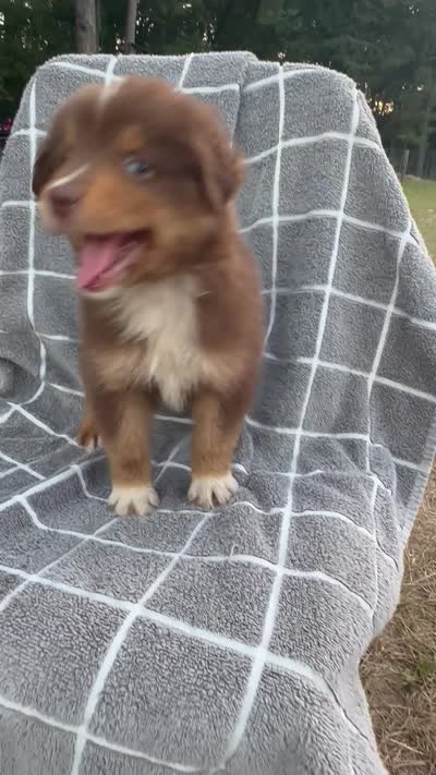 Queen , a female Australian Shepherd for sale in Livingston, TX – 10 of 10