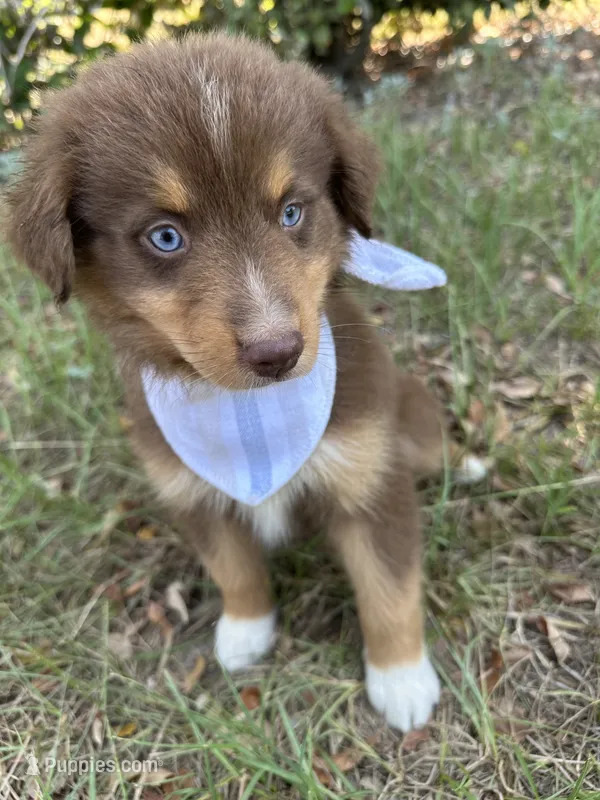 Queen  – Australian Shepherd puppy for sale in Livingston, TX