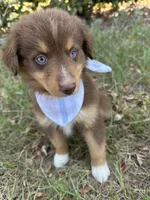 Queen , a female Australian Shepherd for sale in Livingston, TX – 1 of 10