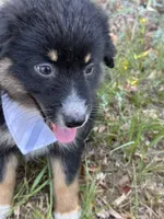 Jett, a female Australian Shepherd for sale in Livingston, TX – 3 of 10