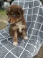 Queen , a female Australian Shepherd for sale in Livingston, TX – 9 of 10
