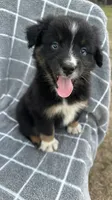 Oreo , a male Australian Shepherd for sale in Livingston, TX – 7 of 9