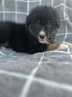 Jett, a female Australian Shepherd for sale in Livingston, TX – 4 of 10