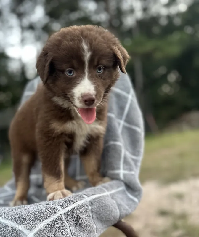 Rascal  – Australian Shepherd puppy for sale in Livingston, TX
