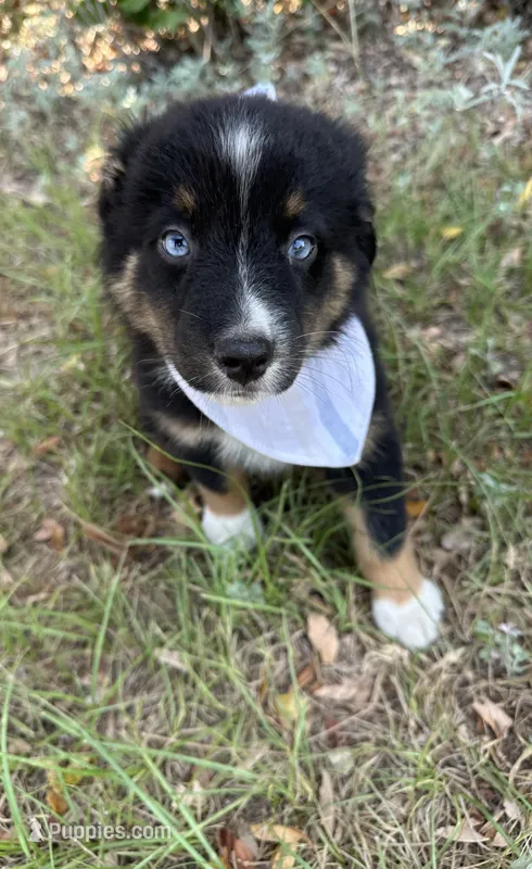 Oreo  – Australian Shepherd puppy for sale in Livingston, TX
