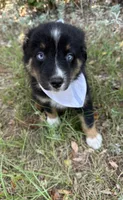 Oreo , a male Australian Shepherd for sale in Livingston, TX – 1 of 9