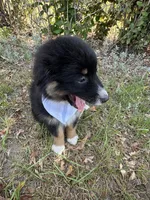 Jett, a female Australian Shepherd for sale in Livingston, TX – 9 of 10