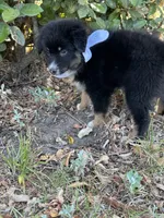 Jett, a female Australian Shepherd for sale in Livingston, TX – 6 of 10