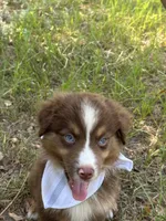 Phoenix , a male Australian Shepherd for sale in Livingston, TX – 2 of 5